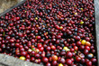 Coffee beans - Guatemala Coffee beans - Guatemala