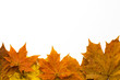 beautiful autumn leaves against a white background