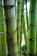 Green Bamboo