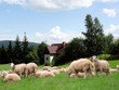 Herd of Sheep