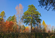 Yellow, red and green trees in forest at autumn. And blue sky.