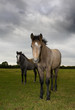 Two horses