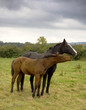 Two horses in love
