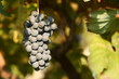 Photo: ULTIMI RAGGI ULTIMI RAGGI