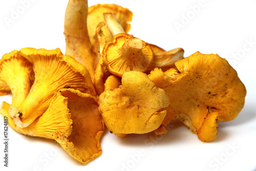 Edible Photo Transfers on Photo  Variety Of Edible Mushroom Chanterelle   Cantharellus Cibarius