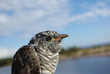 Cuckoo (Cuculus canorus). Cuckoo (Cuculus canorus).