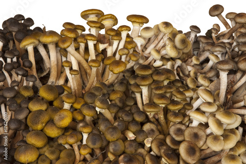 Foto: Funghi Chiodini Funghi Chiodini