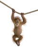 Baby Sumatran Orangutan (4 months old), hanging on a rope