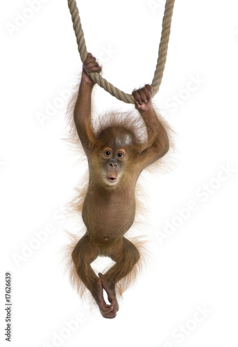 Foto: Baby Sumatran Orangutan (4 months old), hanging on a rope Baby Sumatran Orangutan (4 months old), hanging on a rope