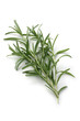 Rosemary