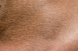 Weimeraner Hair Weimeraner Hair