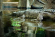 Gharial (gavial)