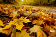 Photo: Pile of dried yellow maple leaves Pile of dried yellow maple leaves