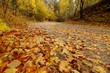 Photo: Autumn in the park Autumn in the park