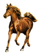 trabendes Pferd