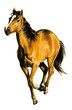 galoppierendes Pferd