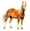 Pferd