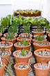 New shoots