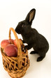 Hase