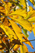 Yellow chestnut leaves