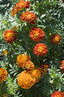 chrysanthemums
