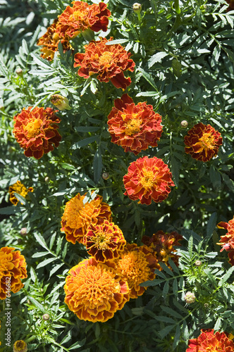 Photo: chrysanthemums chrysanthemums