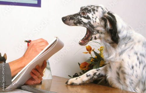 Photo: setter anglais chez le psy pour chiens - consultation setter anglais chez le psy pour chiens - consultation