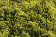 Evergreen backdrop