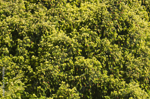Photo: Evergreen backdrop Evergreen backdrop