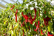 Red peppers
