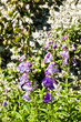 Foxglove