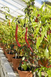 Chile plants