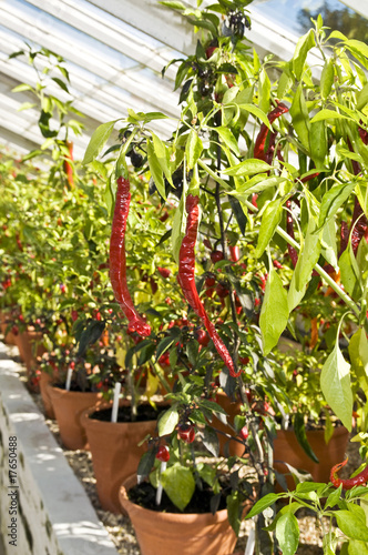 Photo: Chile plants Chile plants