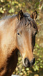 Cheval Cheval
