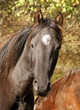 American Saddlebred American Saddlebred
