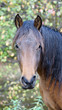 Cheval Cheval
