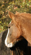 cheval Franche-Montagne cheval Franche-Montagne