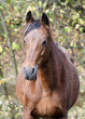 cheval cheval