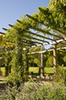 Garden pergola