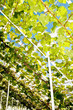 Vines