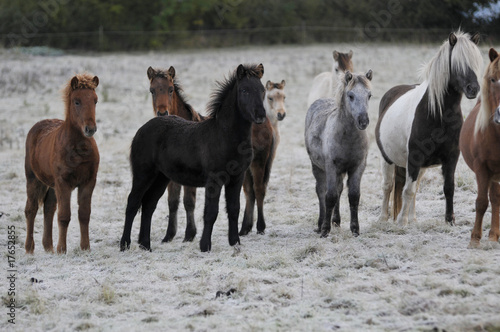 Islandpferde im Schnee Islandpferde im Schnee