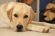 Labrador retriever