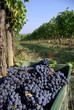 vendemmia