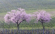 Mandelbäume im Weinberg