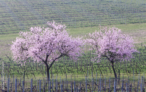 Foto: Mandelbäume im Weinberg Mandelbäume im Weinberg