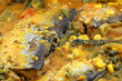 hareng sauce curcuma créole