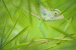 Camaleon Camaleon