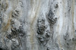 Tree bark texture