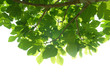 Green fig-tree leaves with branch