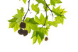 Green maple leaves with branch